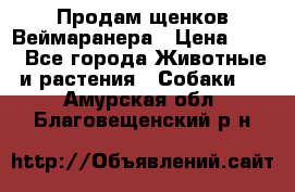 Продам щенков Веймаранера › Цена ­ 30 - Все города Животные и растения » Собаки   . Амурская обл.,Благовещенский р-н